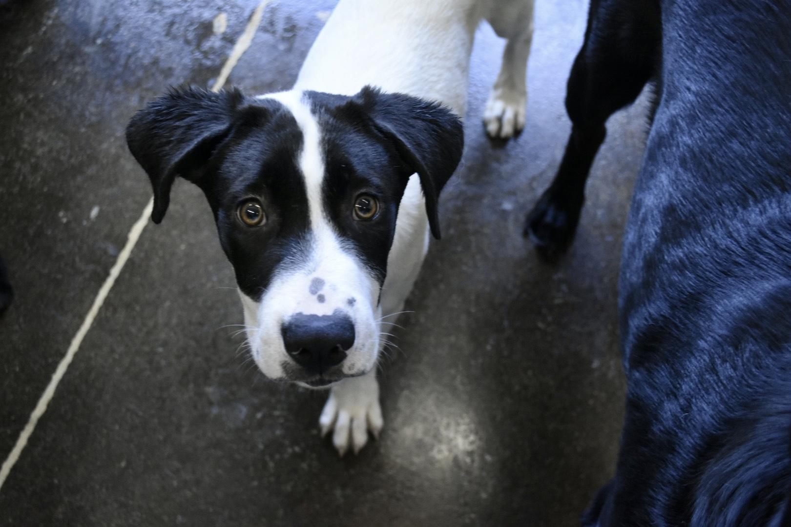 Ventura, a Adopted mixed breed in San Juan Capistrano, CA image 1/3