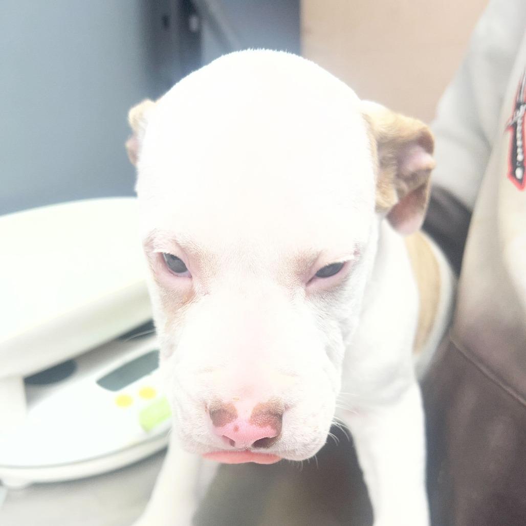 George, Adoptable, Puppy Male Mixed Breed.