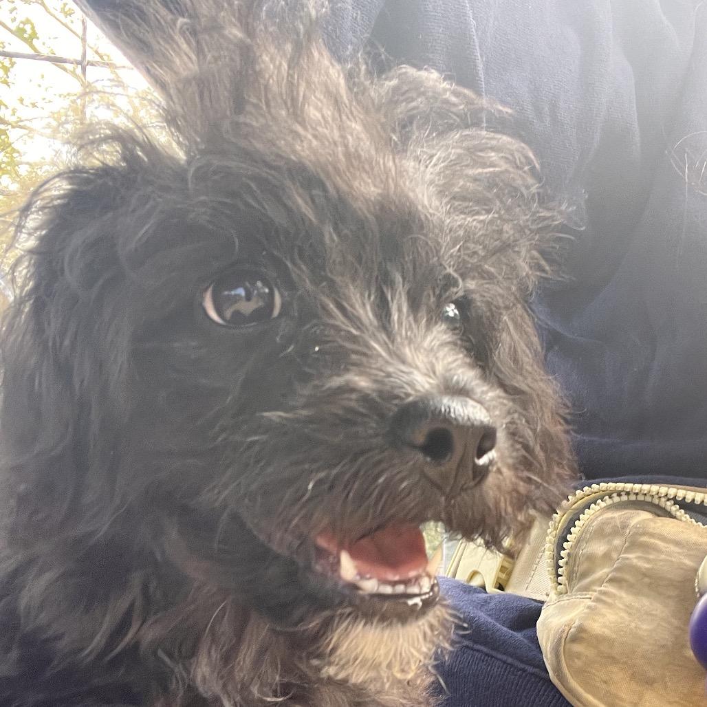 Jellybean, Adoptable, Puppy Male Poodle & Yorkshire Terrier.