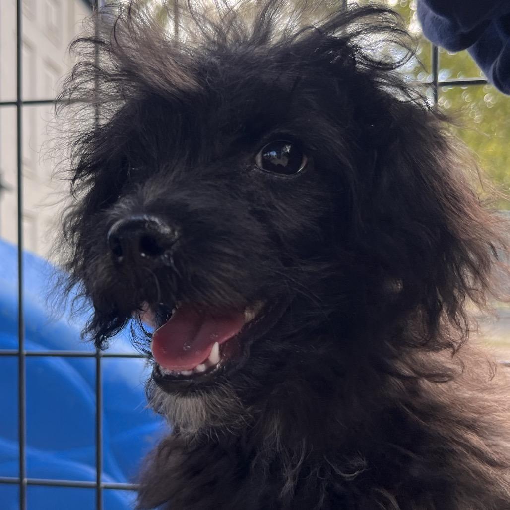 Enlarge Jellybean, a Adoptable mixed breed in Clarksville, AR image 2/6