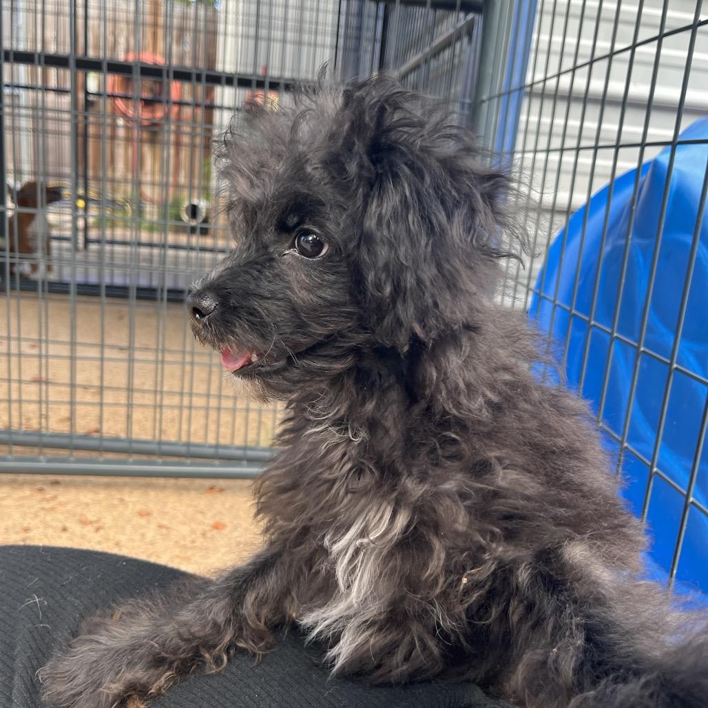 Enlarge Jellybean, a Adoptable mixed breed in Clarksville, AR image 3/6
