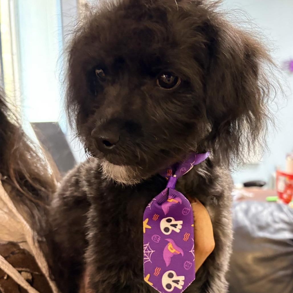 Enlarge Jellybean, a Adoptable mixed breed in Clarksville, AR image 5/6