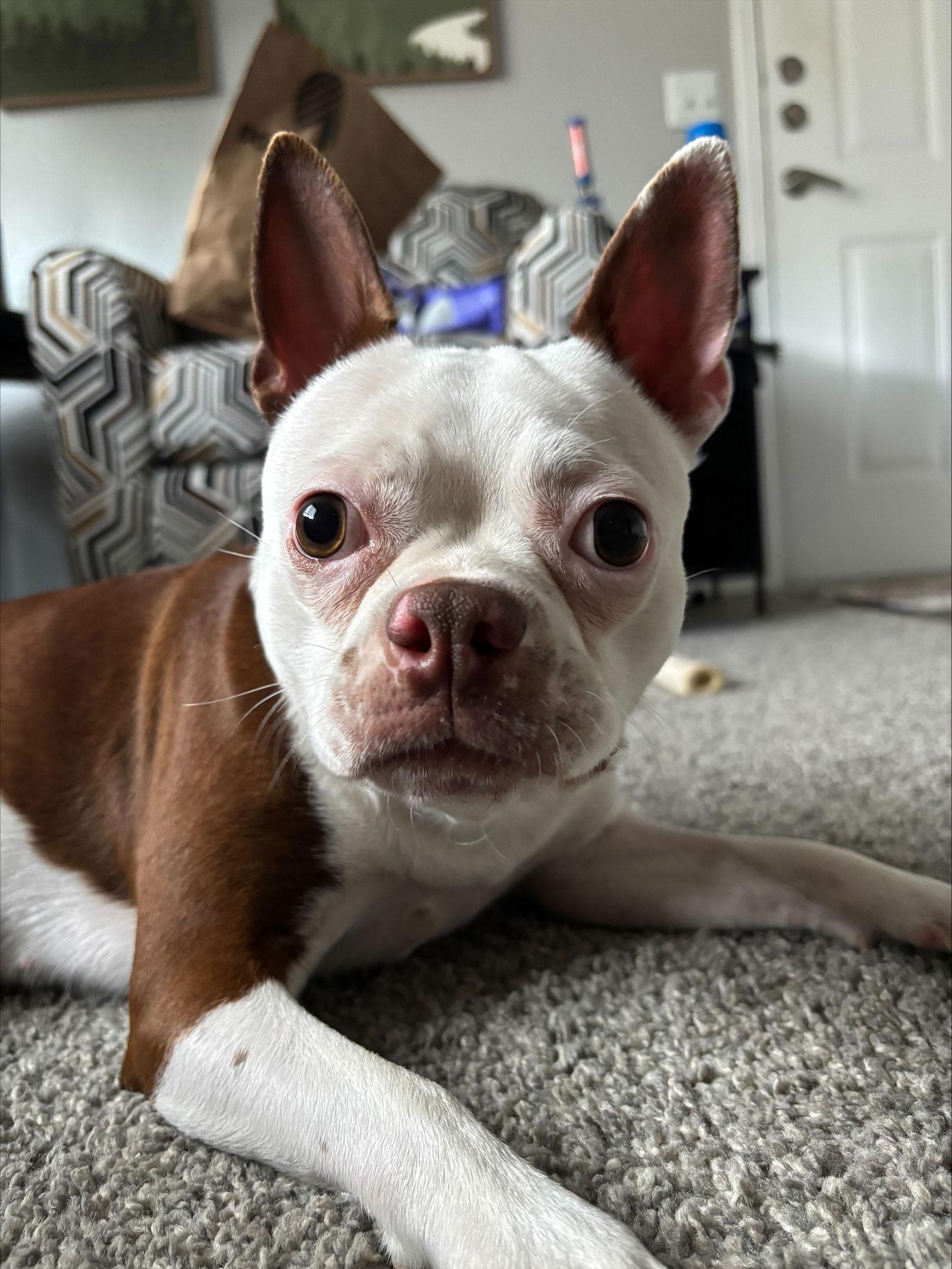 Sage, Adopted, Young Female Boston Terrier.