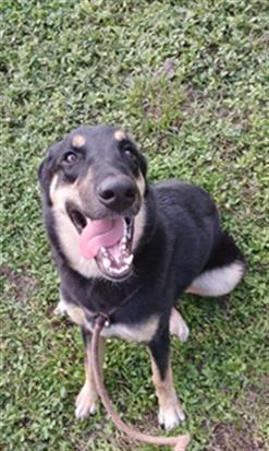 ART, Adoptable, Young Male German Shepherd Dog & Mixed Breed.
