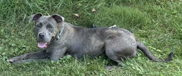 Sable, a Adoptable mixed breed in Fairfield, IA image 5/6