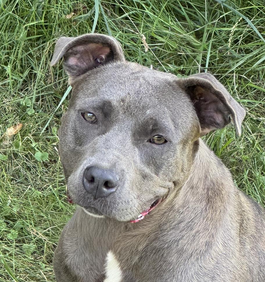 Sable, a Adoptable mixed breed in Fairfield, IA image 1/6