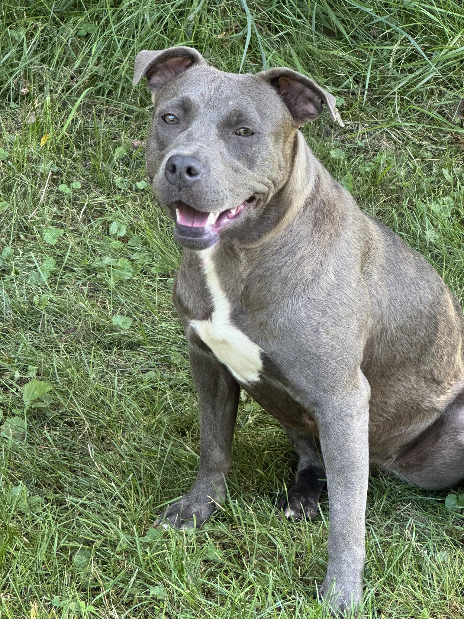 Sable, a Adoptable mixed breed in Fairfield, IA image 6/6