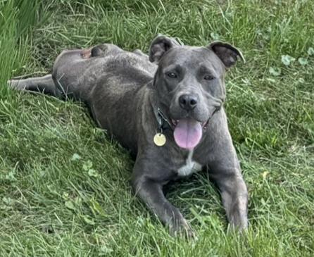 Sable, a Adoptable mixed breed in Fairfield, IA image 4/6
