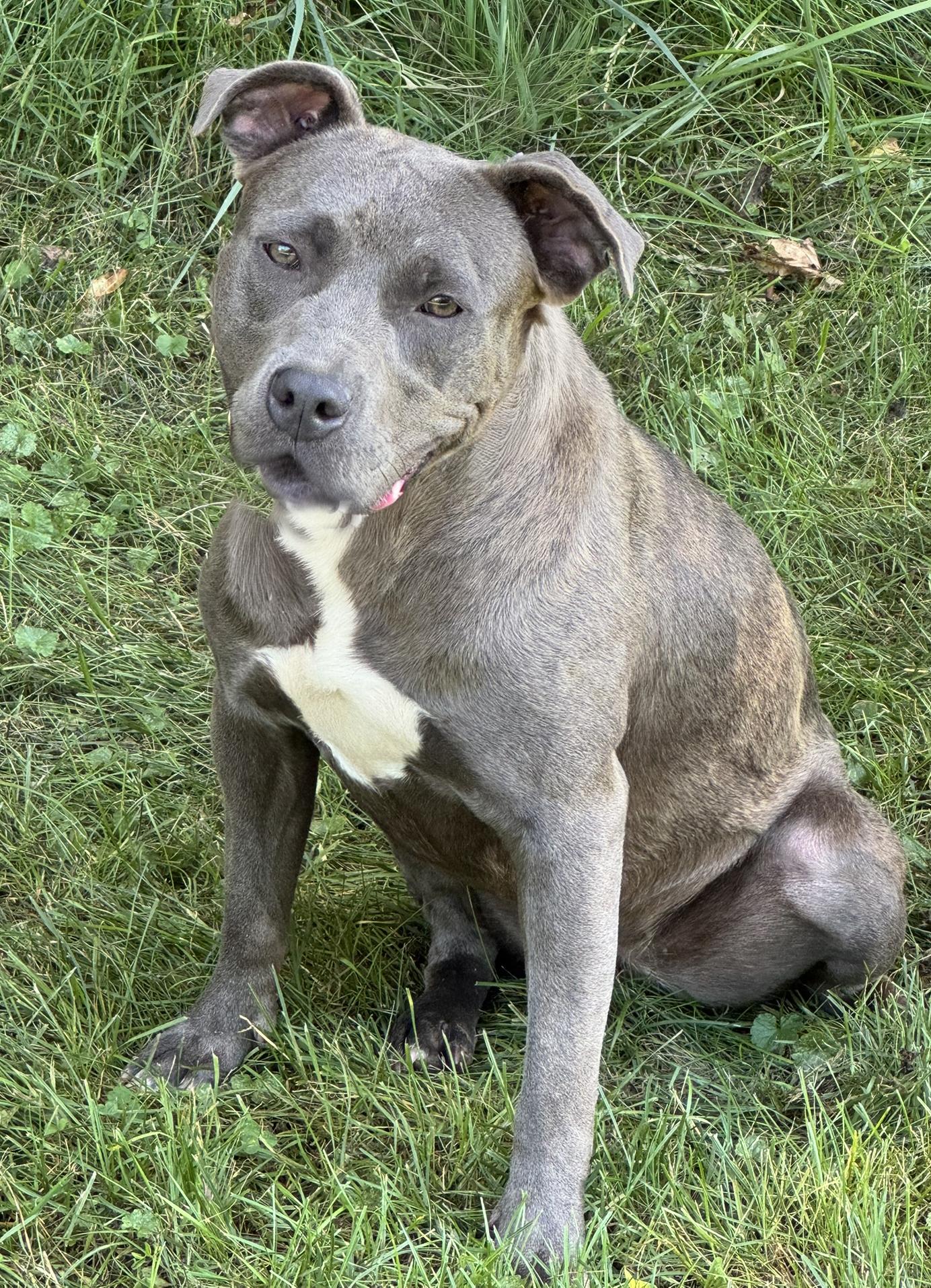 Sable, a Adoptable mixed breed in Fairfield, IA image 3/6