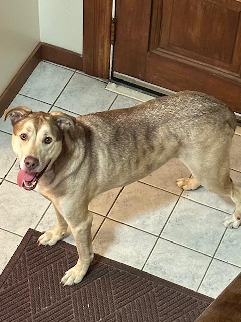 Bear, Adoptable, Adult Male Husky & German Shepherd Dog.