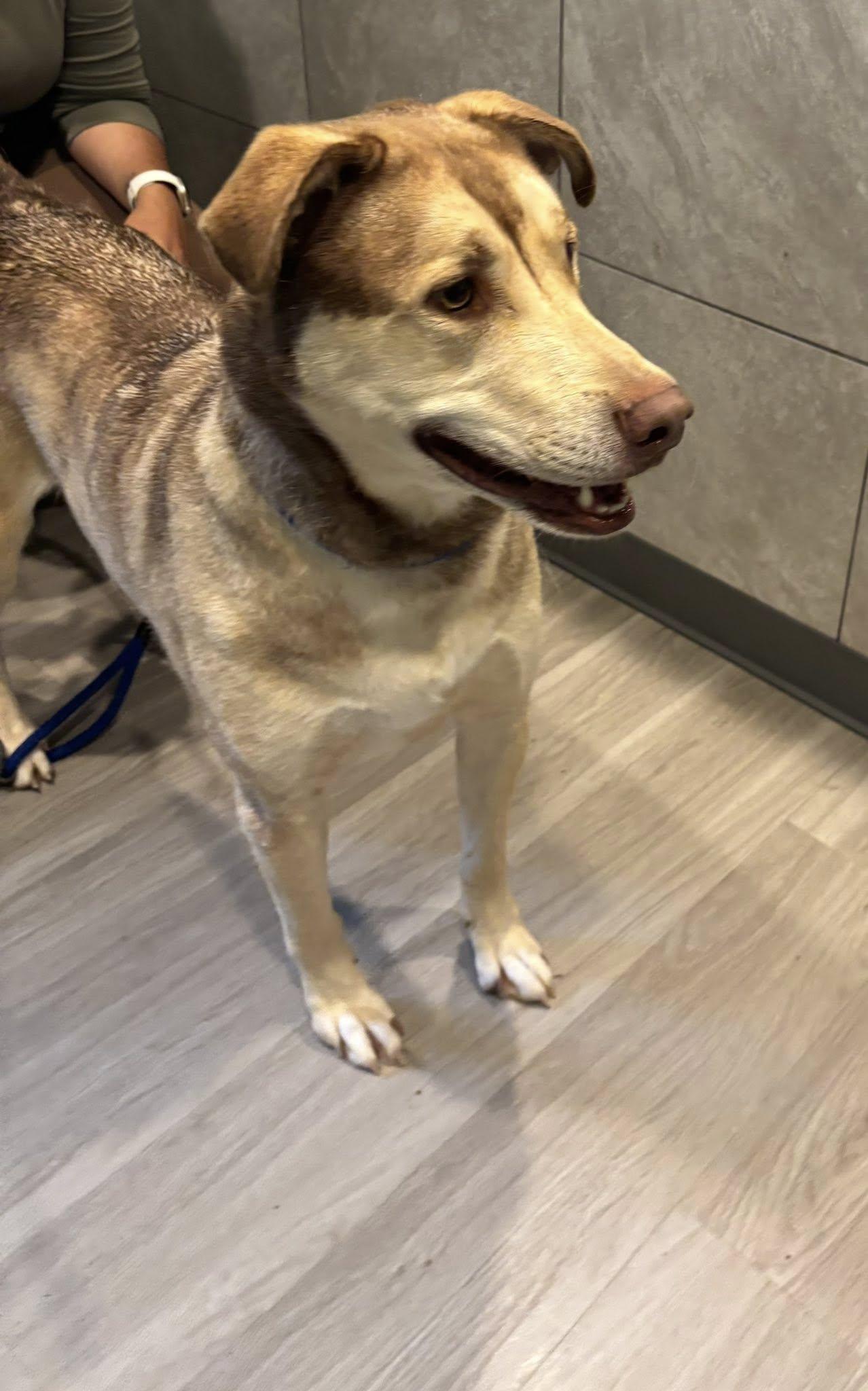 Enlarge Bear, a Adoptable mixed breed in Hummelstown, PA image 2/5