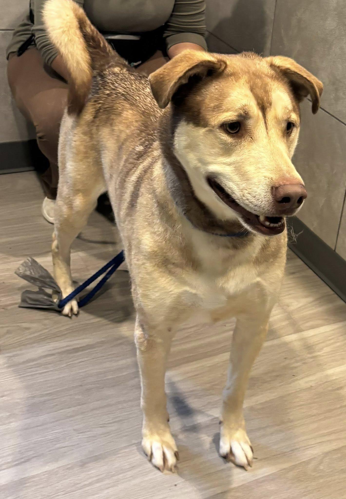 Enlarge Bear, a Adoptable mixed breed in Hummelstown, PA image 3/5