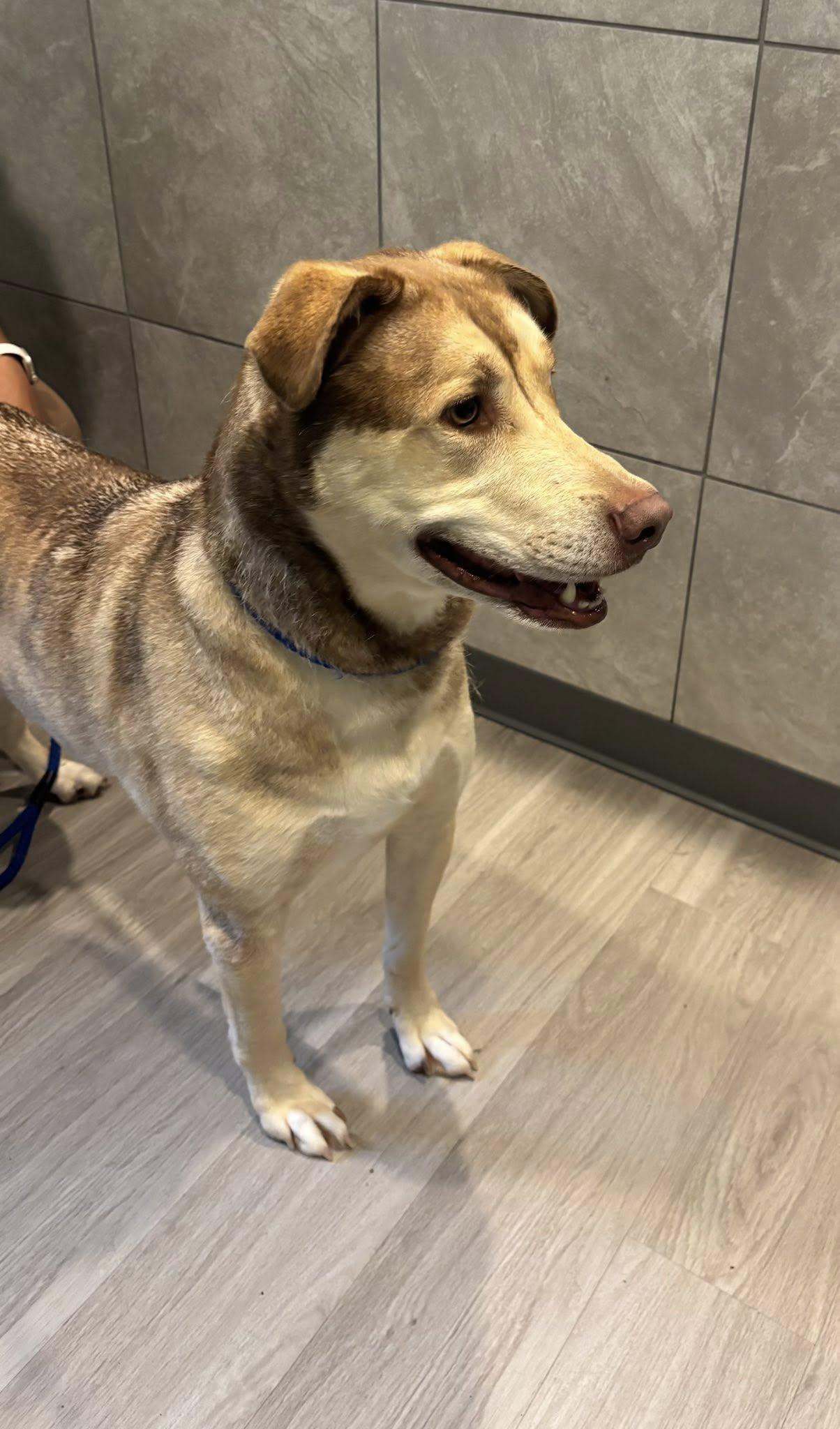 Enlarge Bear, a Adoptable mixed breed in Hummelstown, PA image 4/5