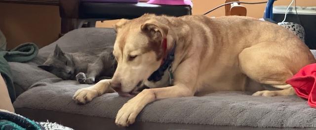 Enlarge Bear, a Adoptable mixed breed in Hummelstown, PA image 5/5