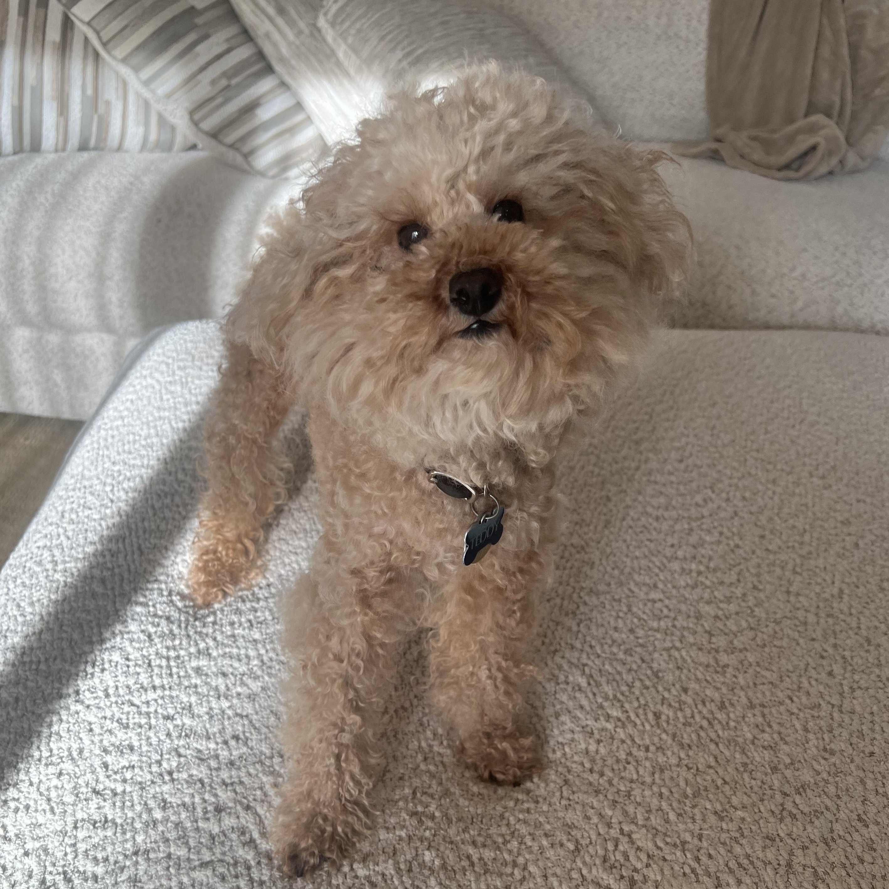 Enlarge Toto-Courtesy Posting!, an adopted Poodle (Toy) in Somerville, MA image 1/6