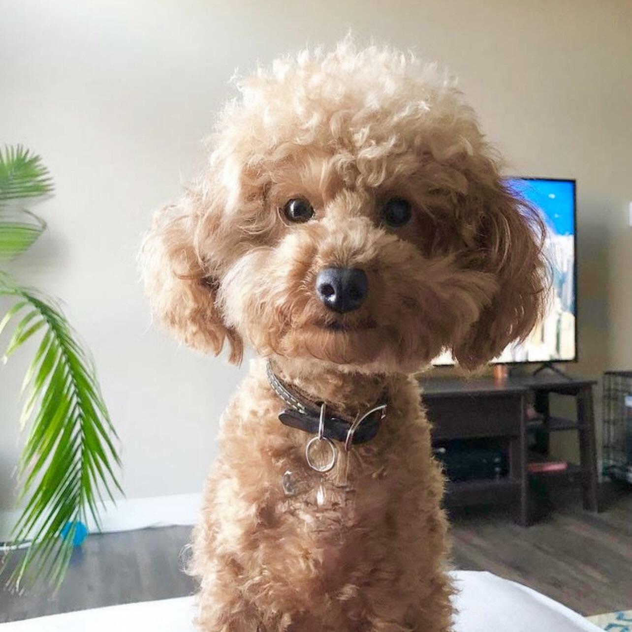 Enlarge Toto-Courtesy Posting!, an adopted Poodle (Toy) in Somerville, MA image 2/6