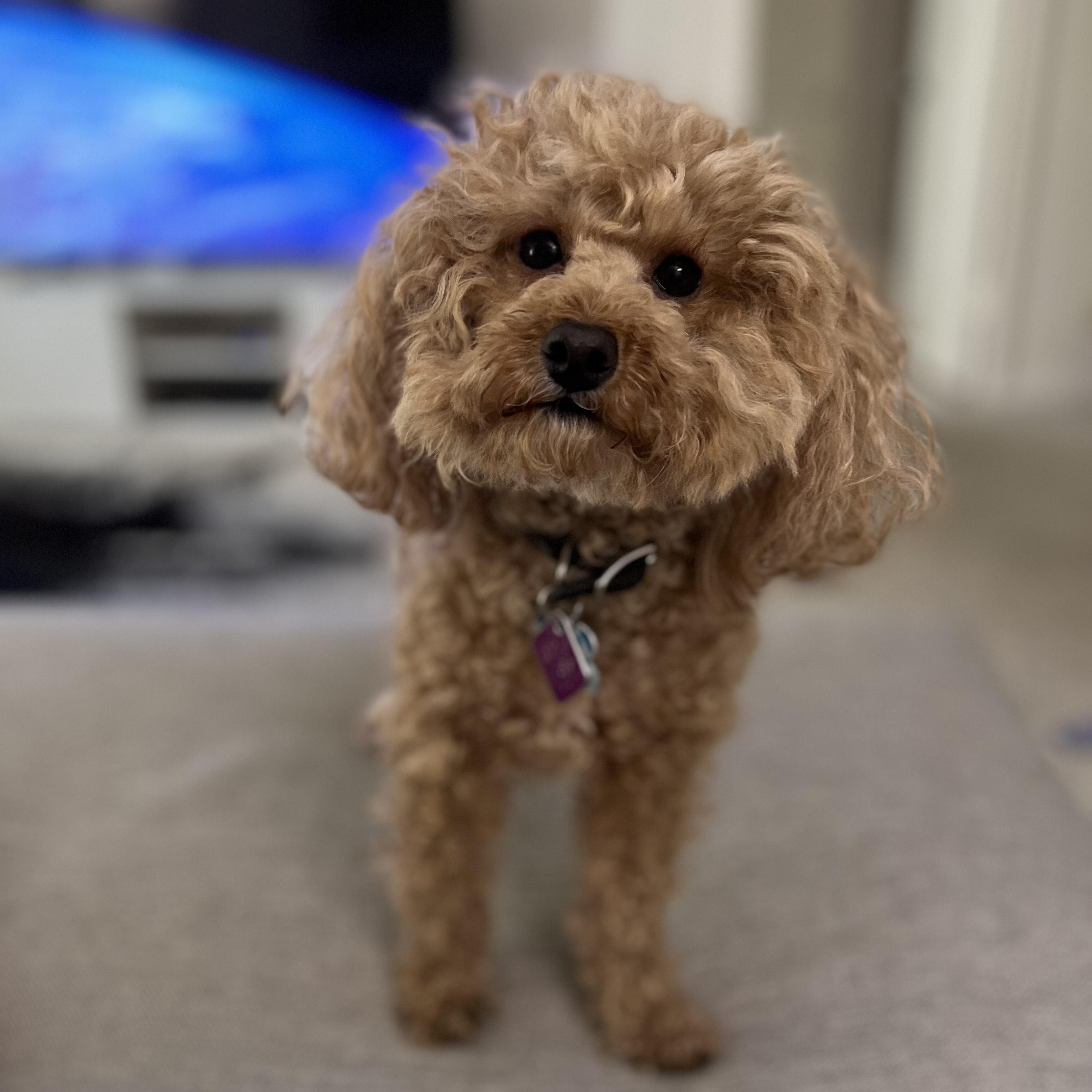 Enlarge Toto-Courtesy Posting!, an adopted Poodle (Toy) in Somerville, MA image 3/6