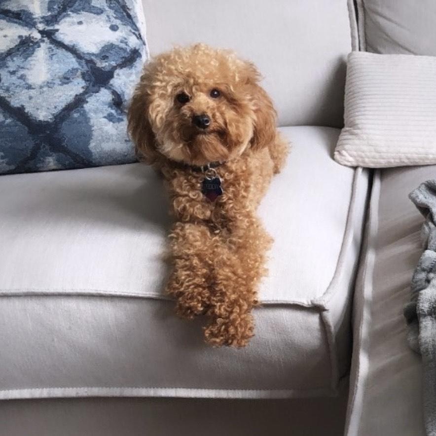 Enlarge Toto-Courtesy Posting!, an adopted Poodle (Toy) in Somerville, MA image 4/6