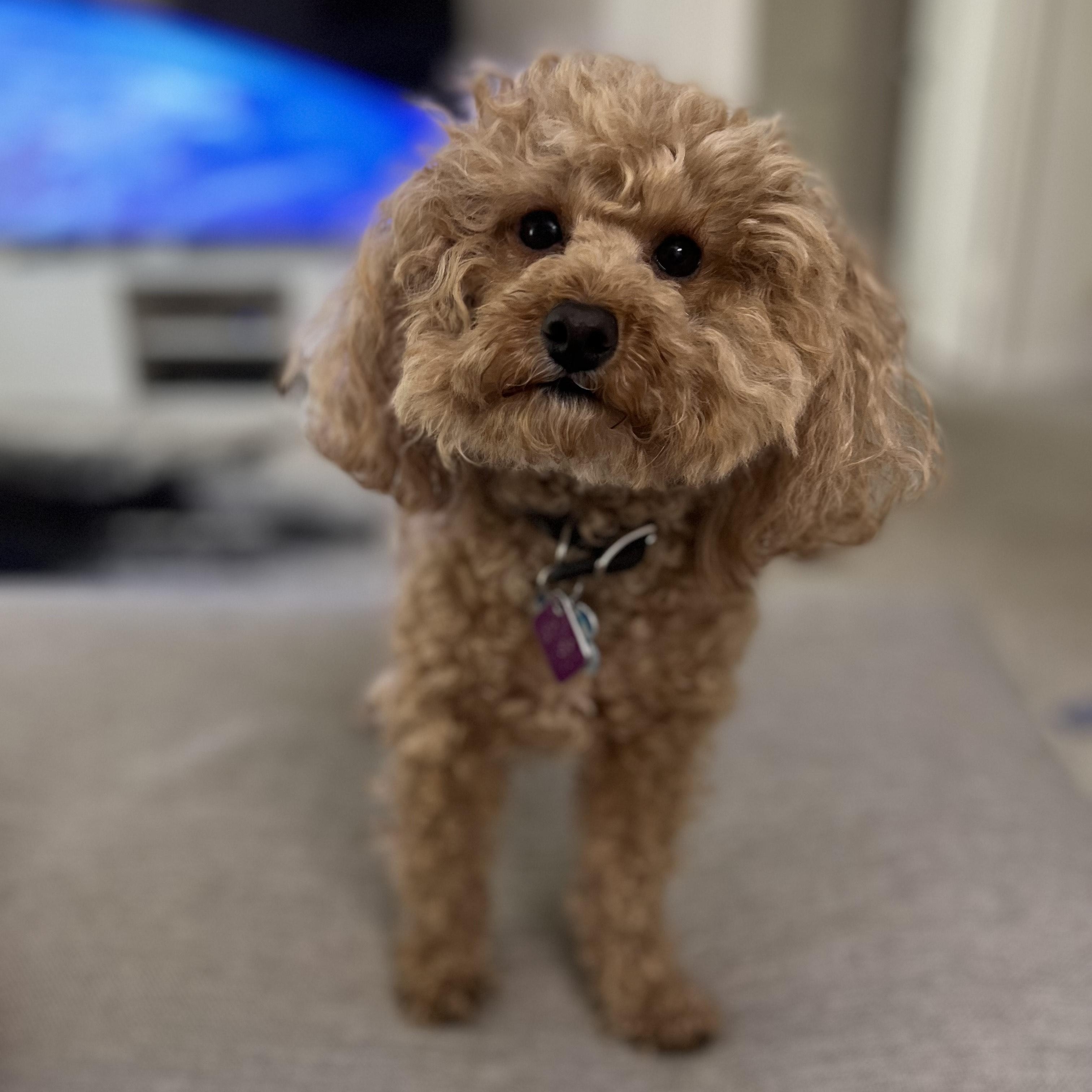 Enlarge Toto-Courtesy Posting!, an adopted Poodle (Toy) in Somerville, MA image 5/6