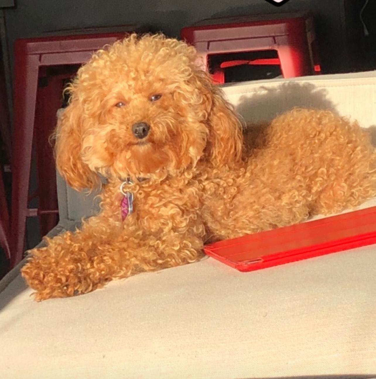 Enlarge Toto-Courtesy Posting!, an adopted Poodle (Toy) in Somerville, MA image 6/6