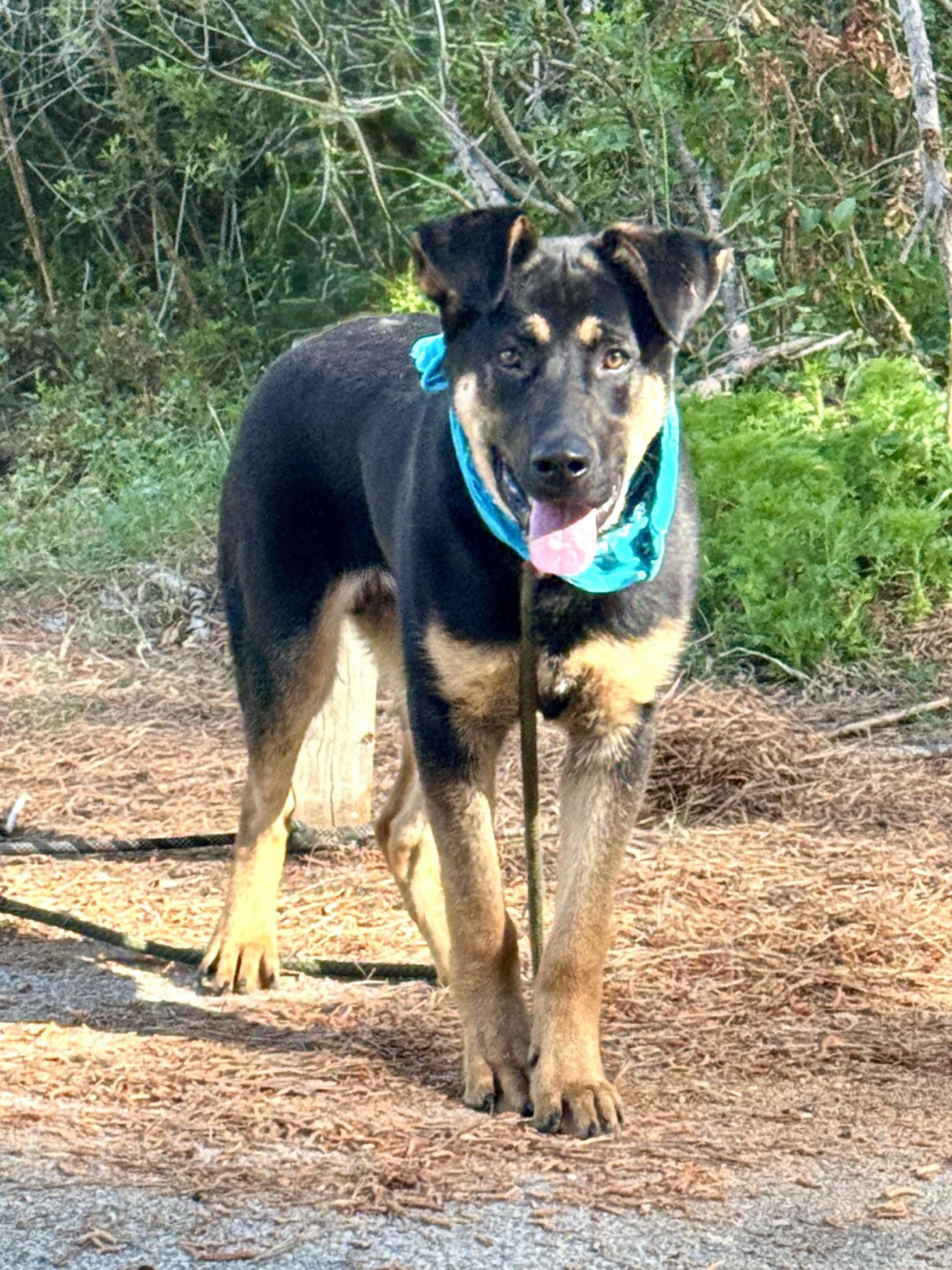 Enlarge Rosco, a ADOPTABLE mixed breed in Sumter, SC image 1/2