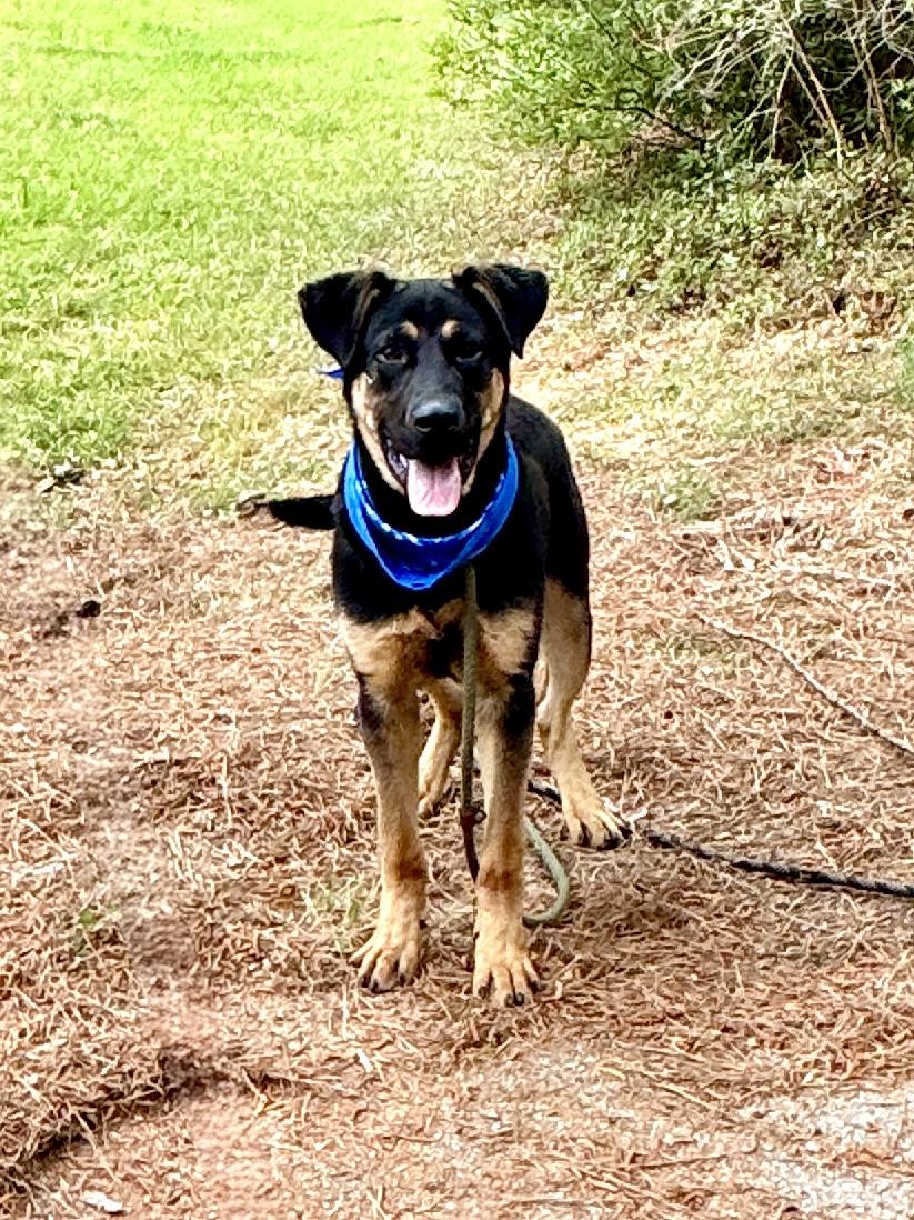 Enlarge Rosco, a ADOPTABLE mixed breed in Sumter, SC image 2/2