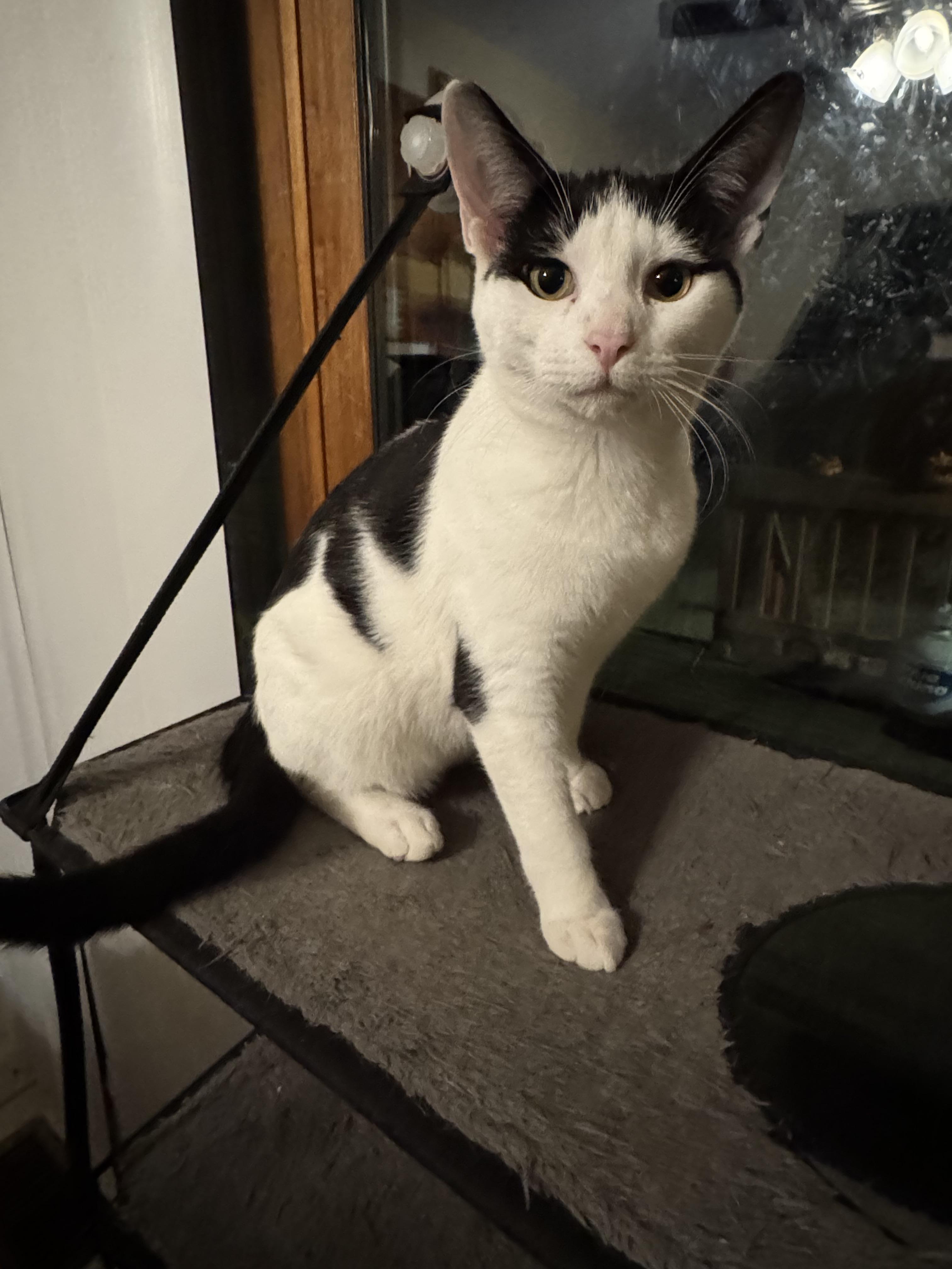 Lucky, Adoptable, Young Male Domestic Short Hair.