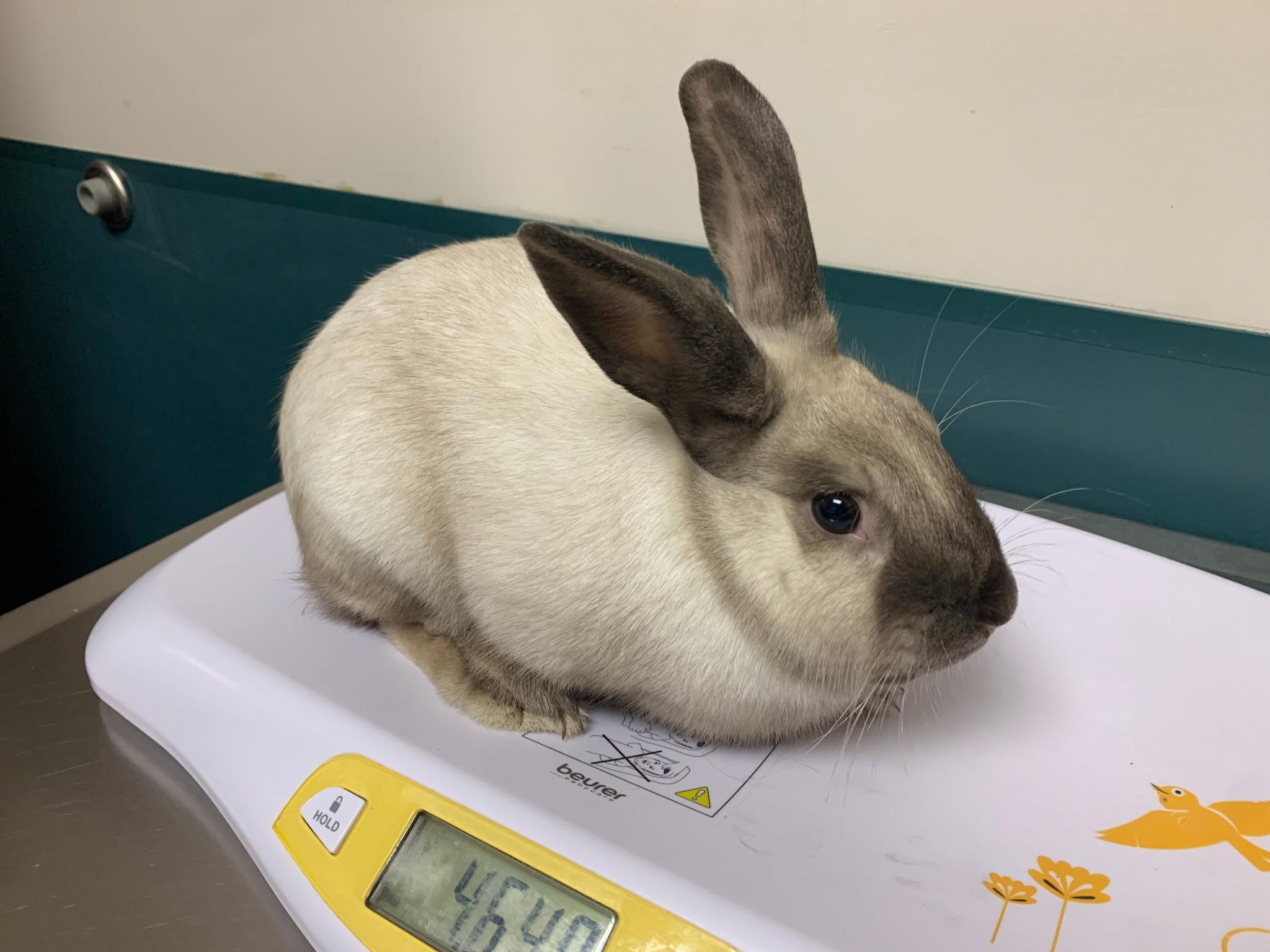 Smokey, an adoptable mixed breed in Andover, MA image 4/4