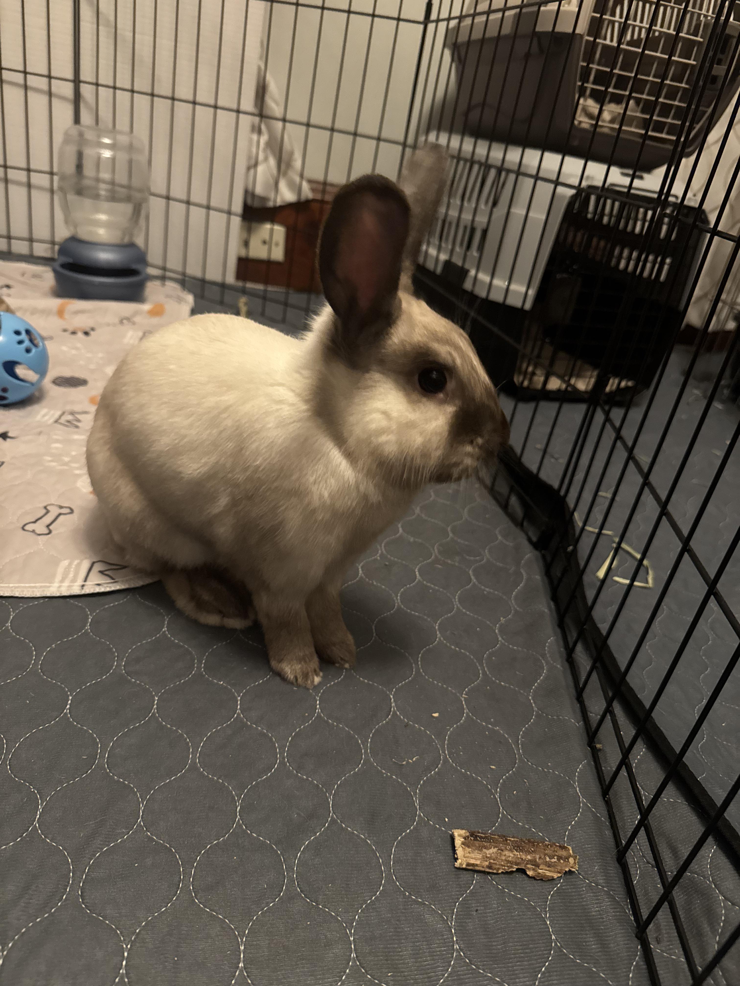Smokey, adoptable, Young Male Himalayan.