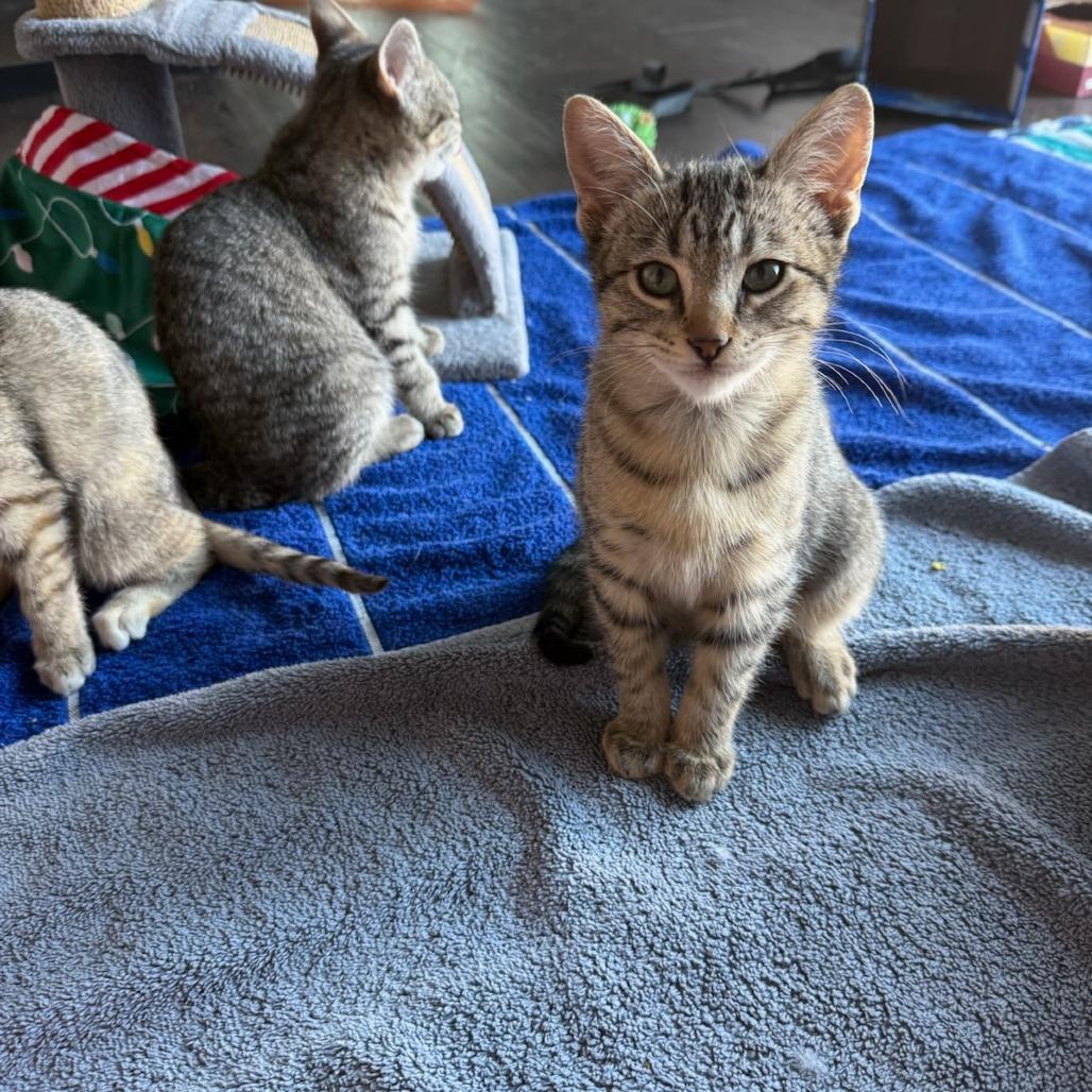 Frenchie, a Adoptable Domestic Short Hair in Las Cruces, NM image 1/5