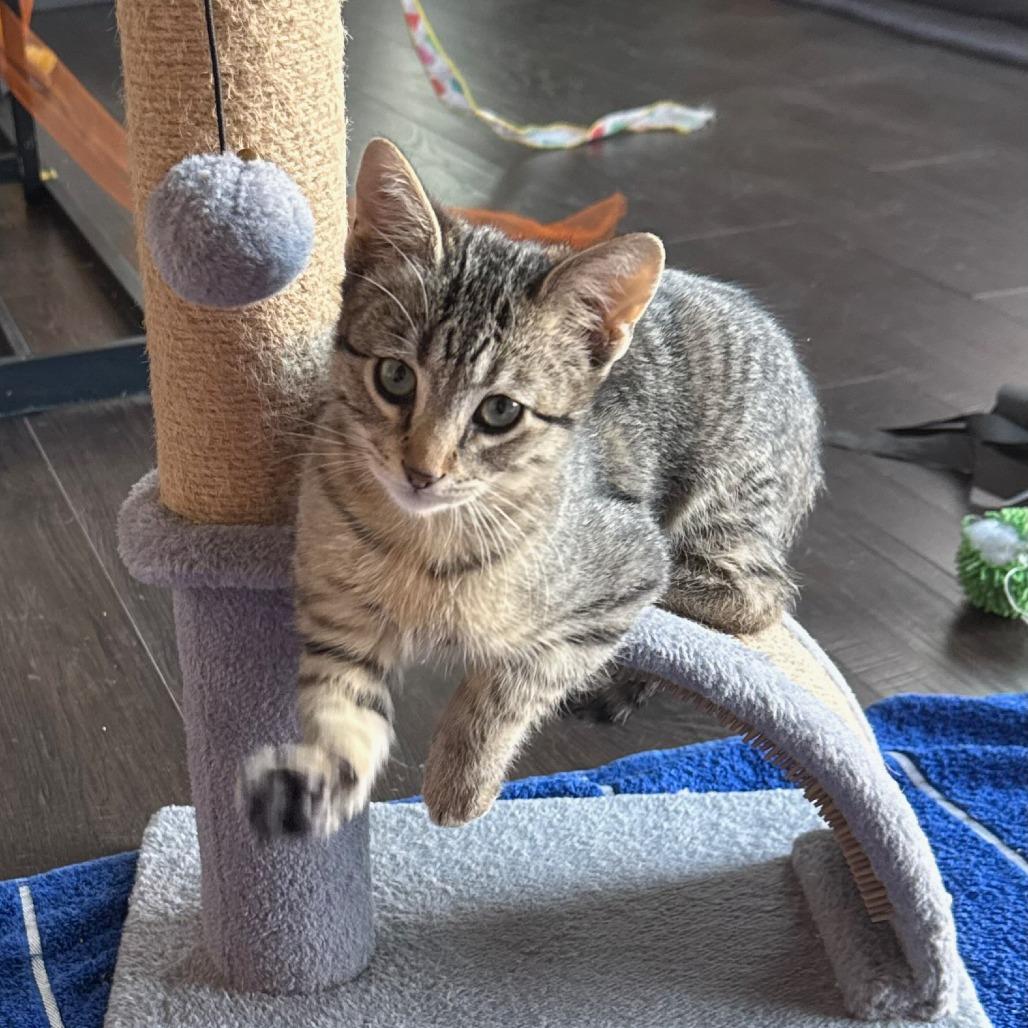 Frenchie, a Adoptable Domestic Short Hair in Las Cruces, NM image 2/5