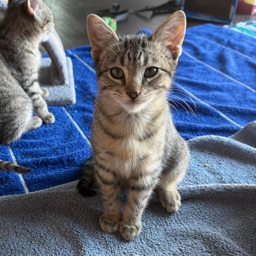 Frenchie, a Adoptable Domestic Short Hair in Las Cruces, NM image 3/5
