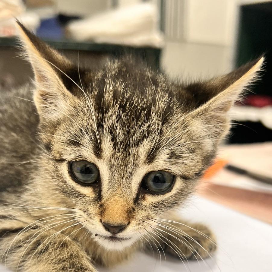 Frenchie, a Adoptable Domestic Short Hair in Las Cruces, NM image 4/5