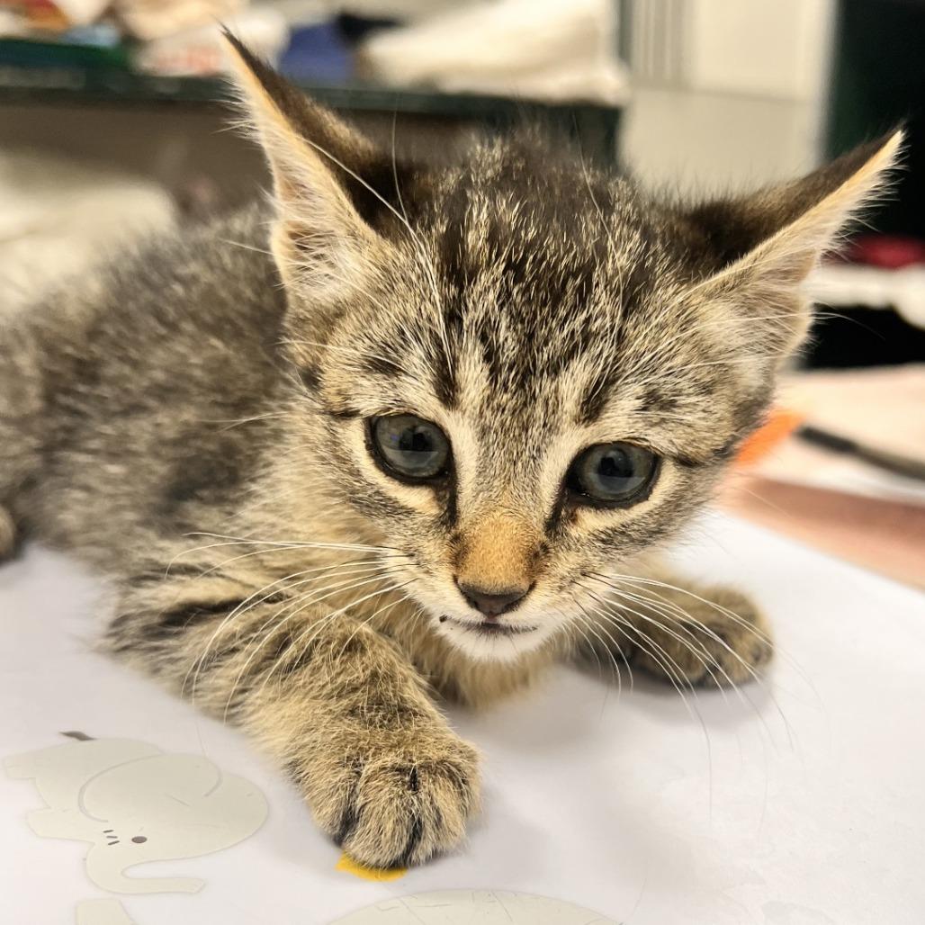 Frenchie, a Adoptable Domestic Short Hair in Las Cruces, NM image 5/5