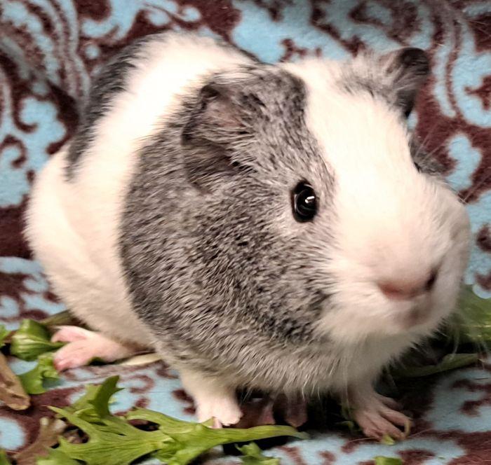 William, Adoptable, Young Male Short-Haired.