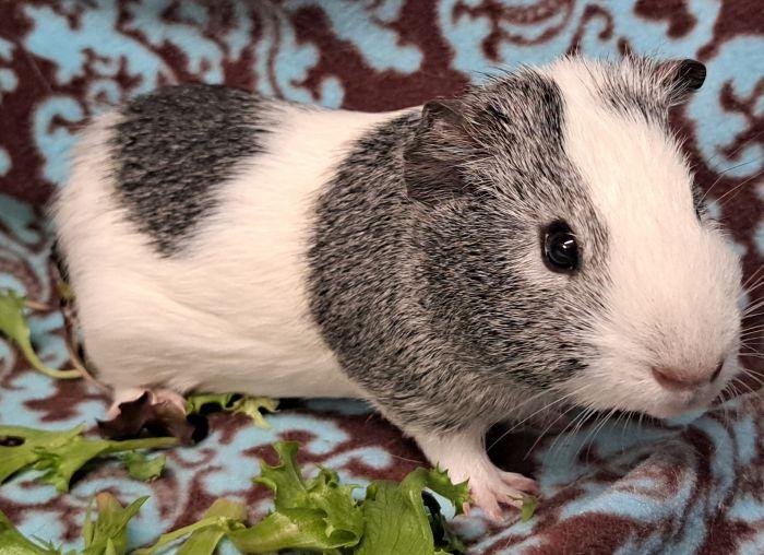 Enlarge William, a Adoptable Short-Haired in Gary, IN image 2/2