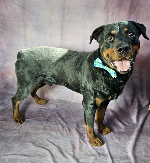 MACK, Adoptable, Adult Male Rottweiler & Mixed Breed.
