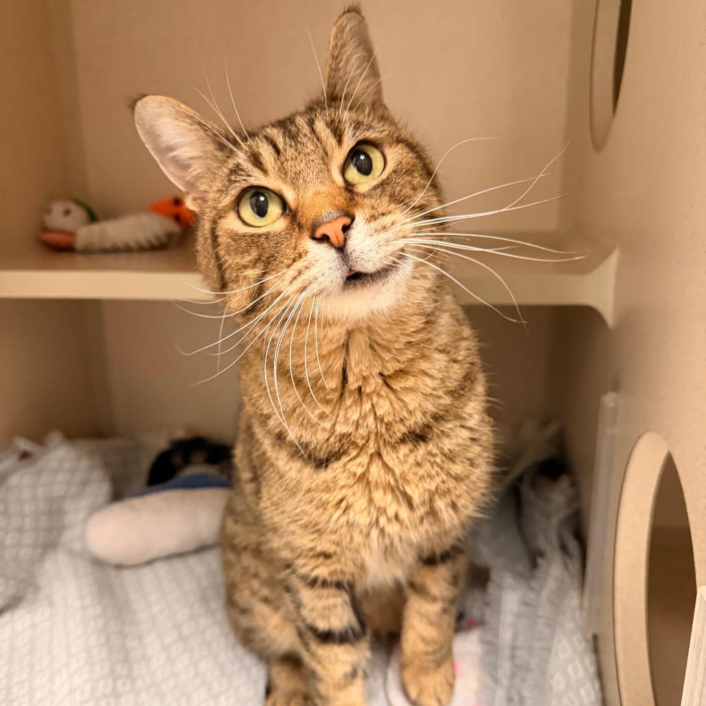 Enlarge Purrlock, a Adoptable Domestic Short Hair in Pagosa Springs, CO image 1/1