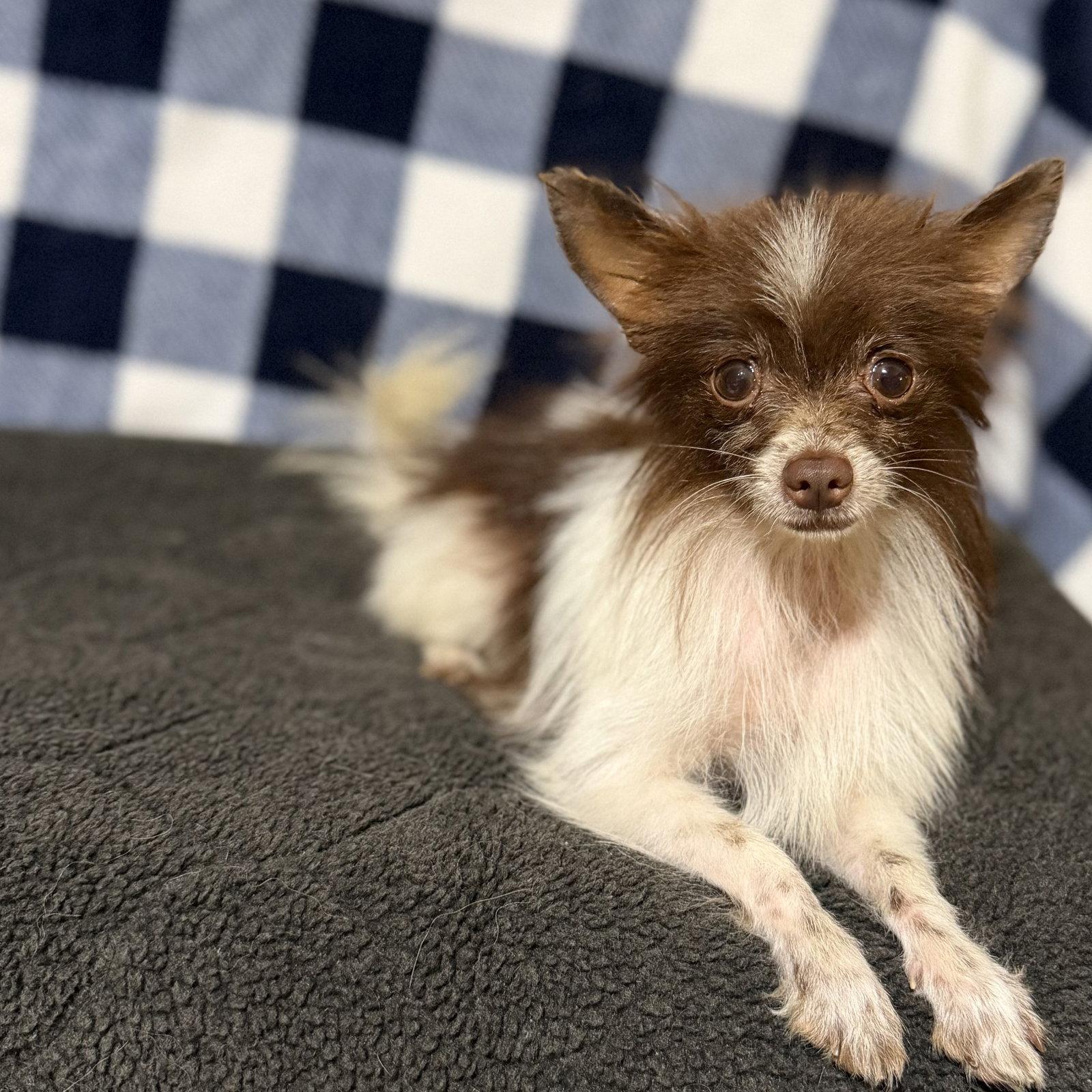 Mickey, Adoptable, Young Male Pomeranian & Chihuahua.