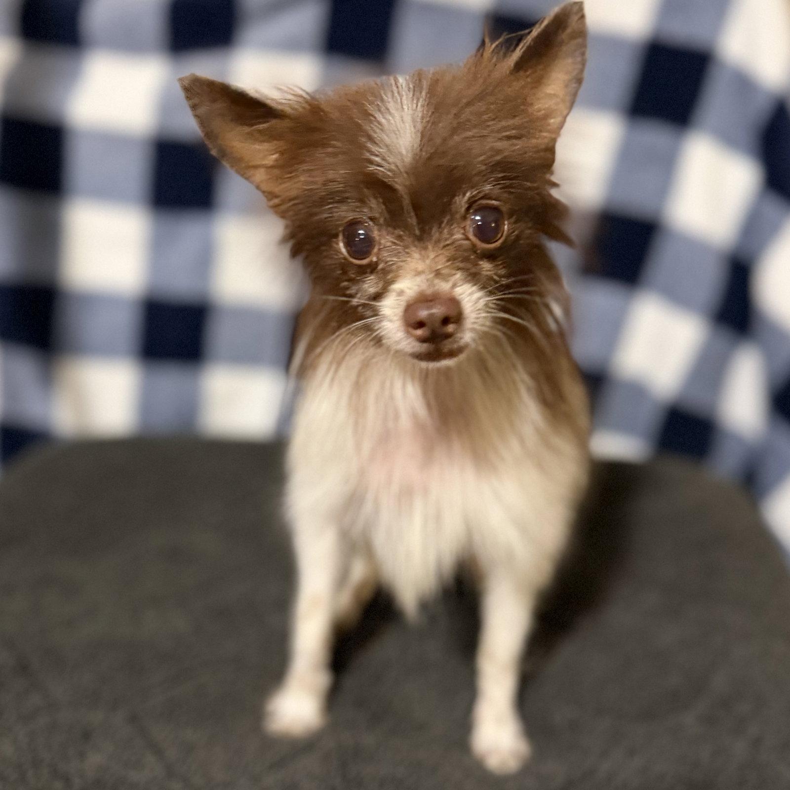 Enlarge Mickey, a Adoptable mixed breed in Garland, TX image 2/3