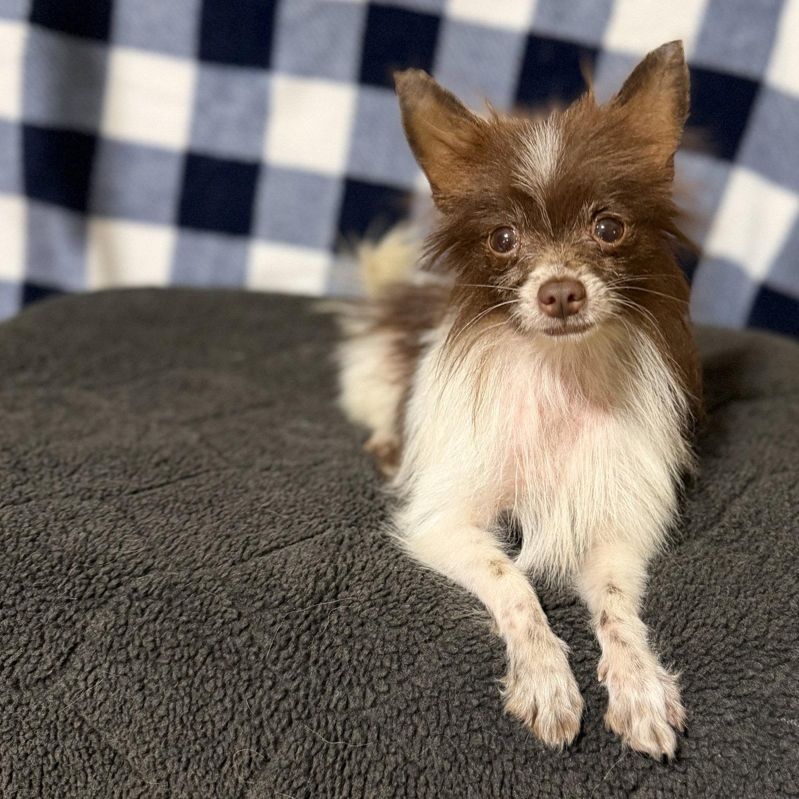 Enlarge Mickey, a Adoptable mixed breed in Garland, TX image 3/3