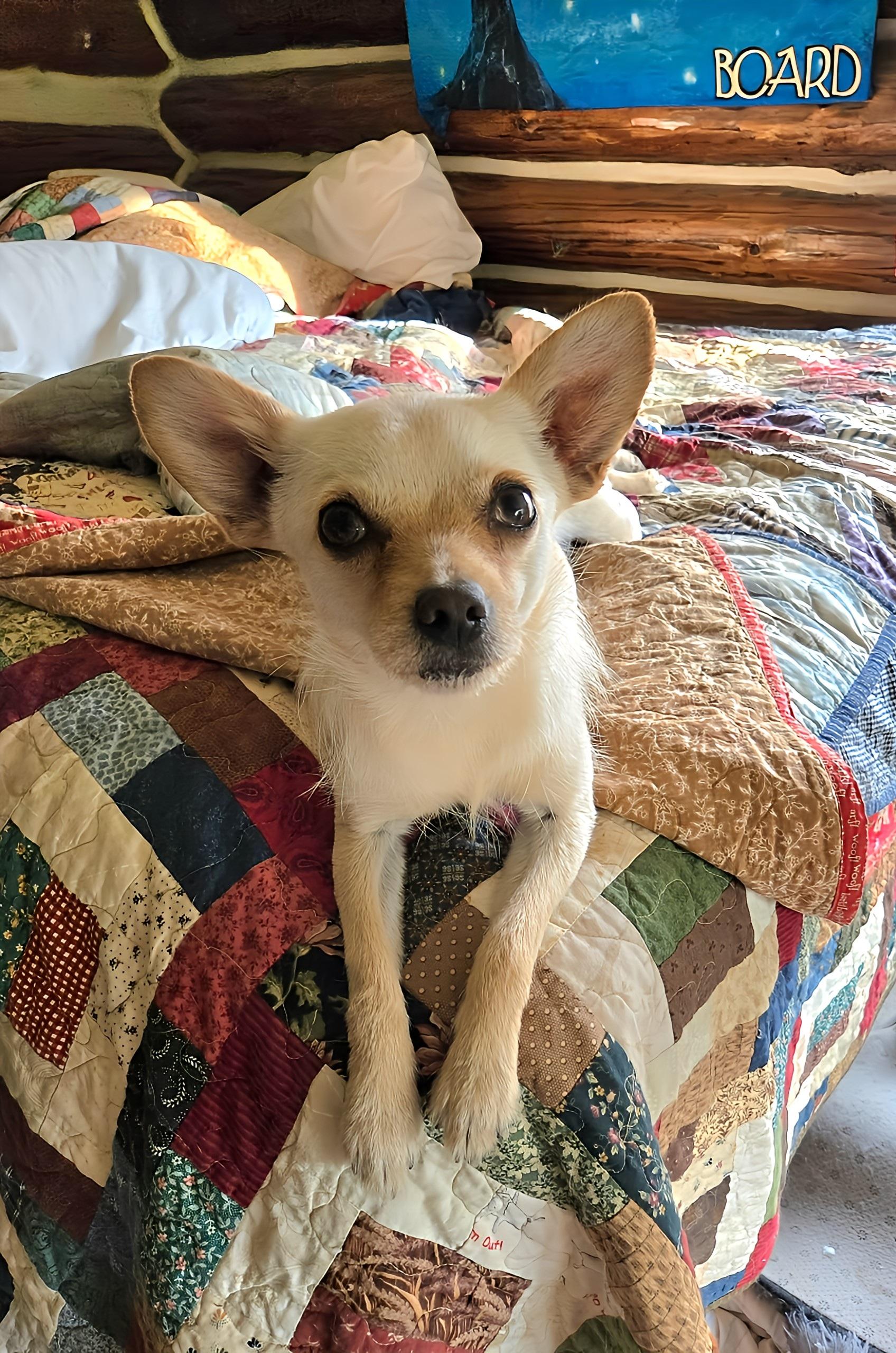 Enlarge Chico Allen, a Adoptable Chihuahua in Friendship, NY image 1/1
