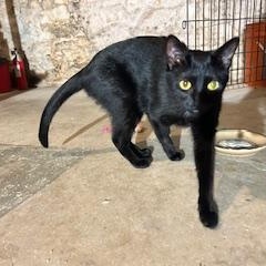 Little Miss Ginny Rummy