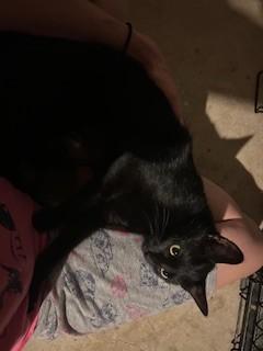 Little Miss Ginny Rummy