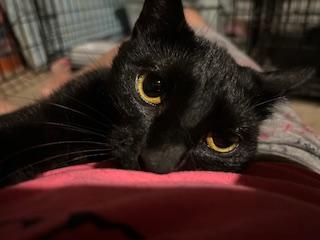 Little Miss Ginny Rummy