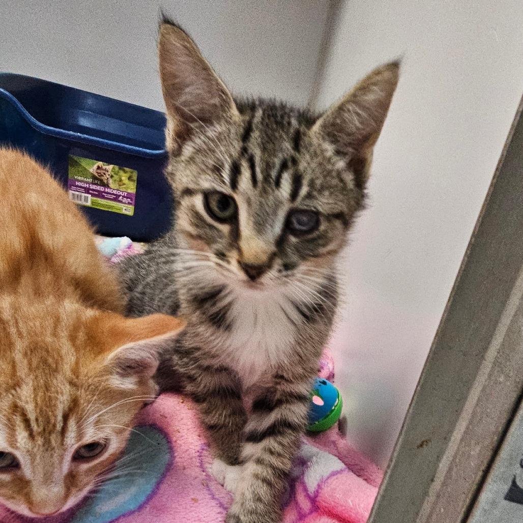 Enlarge Beet, a Adoptable Domestic Short Hair in Melrose, FL image 1/1