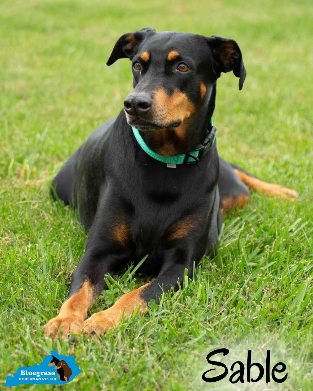 Enlarge Sable, a ADOPTABLE Doberman Pinscher in Louisville, KY image 1/6