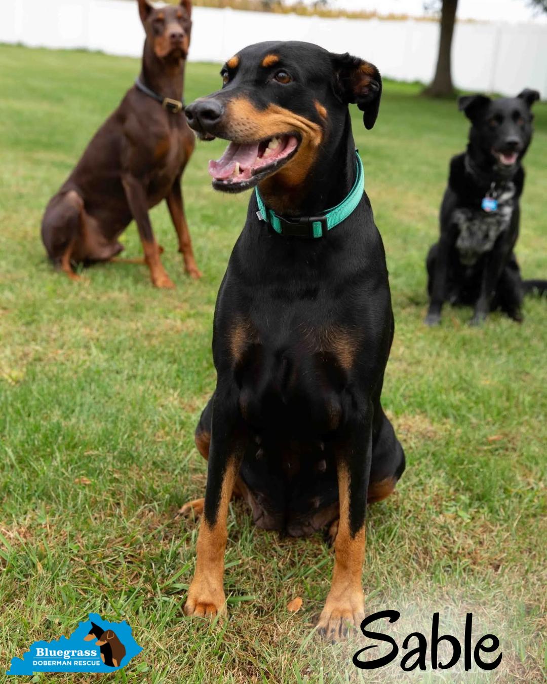 Enlarge Sable, a ADOPTABLE Doberman Pinscher in Louisville, KY image 6/6