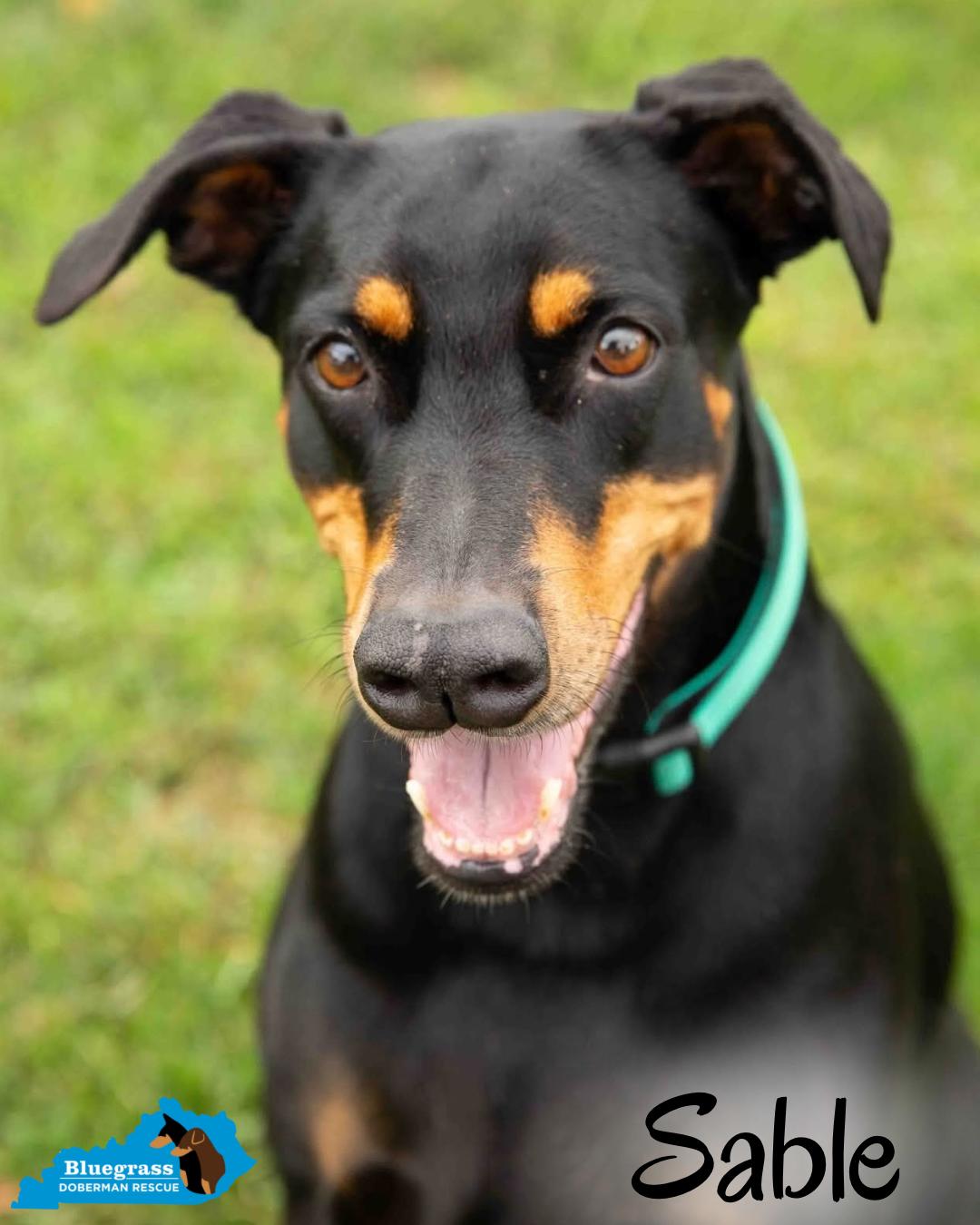 Enlarge Sable, a ADOPTABLE Doberman Pinscher in Louisville, KY image 5/6