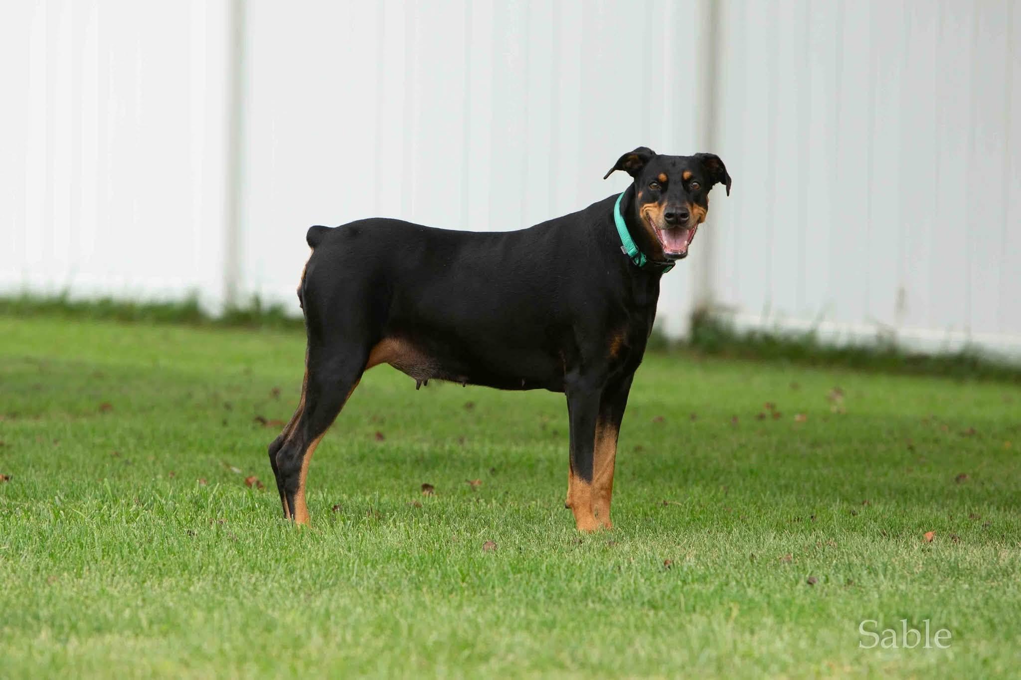Enlarge Sable, a ADOPTABLE Doberman Pinscher in Louisville, KY image 3/6